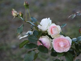 杨家庄花卉市场，十大不怕寒的花卉杨家庄花卉批发市场